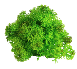 Boule de mousse vert lichen Mousse lichen scandinave vert