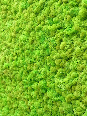 MUR VÉGÉTAL d'intérieur avec des végétaux stabilisés - Original Moss