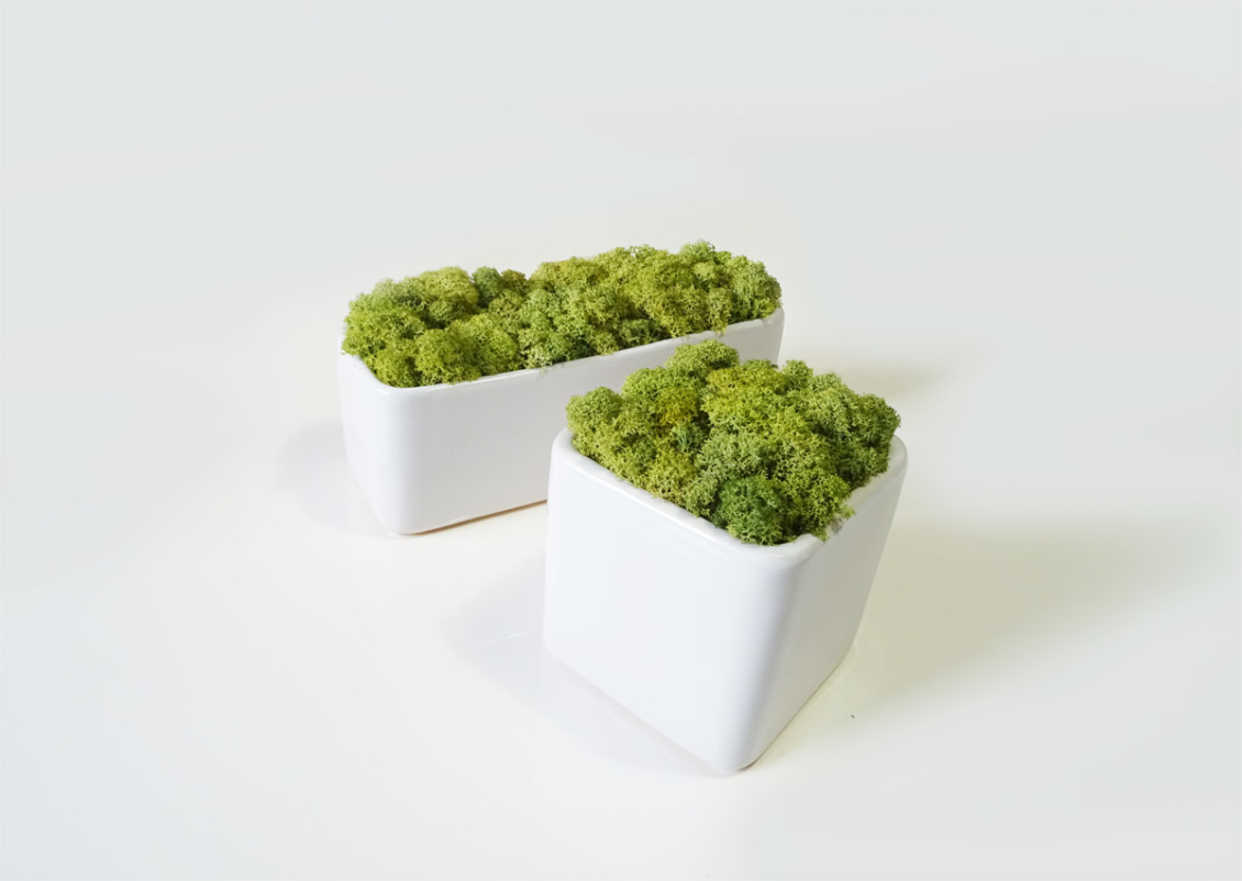 Pot carré lichen