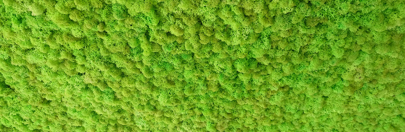 mur-vegetal-stabilise-interieur-mousse-vert-panoramique