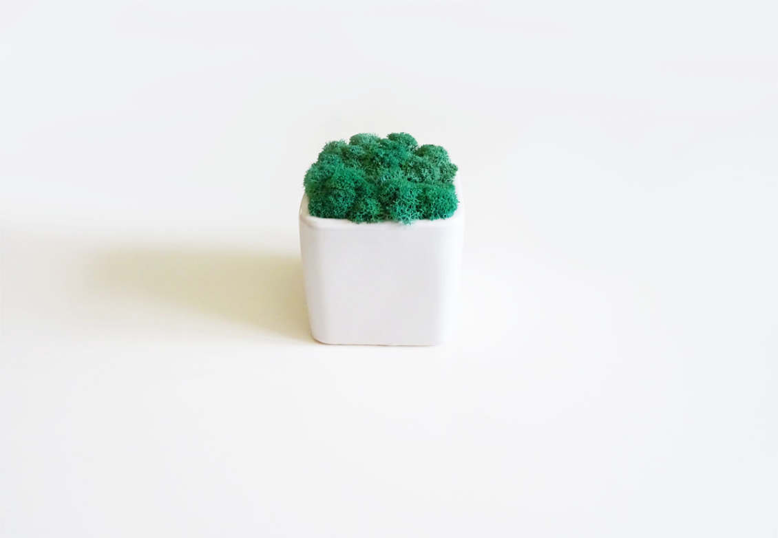 Pot carré lichen