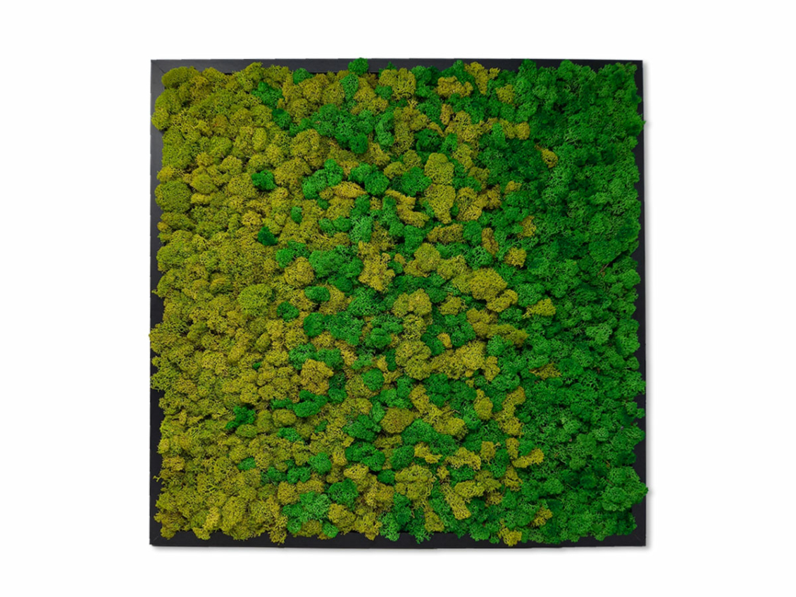 Tableau végétal lichen Fusion